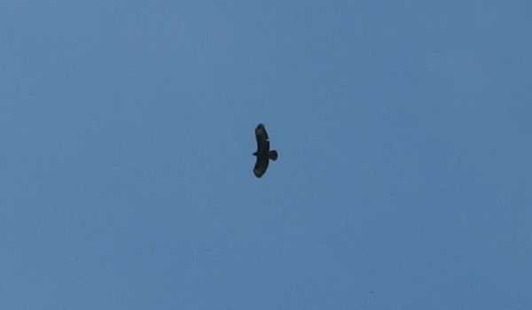 Die geierähnlichen Flugtiere kreisen schon