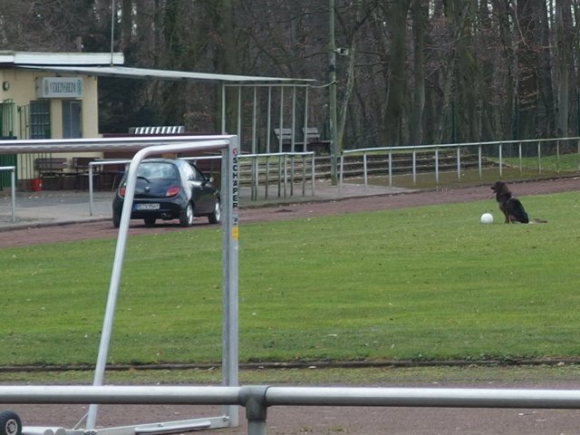 der einzige mit Ball: 'n Hund